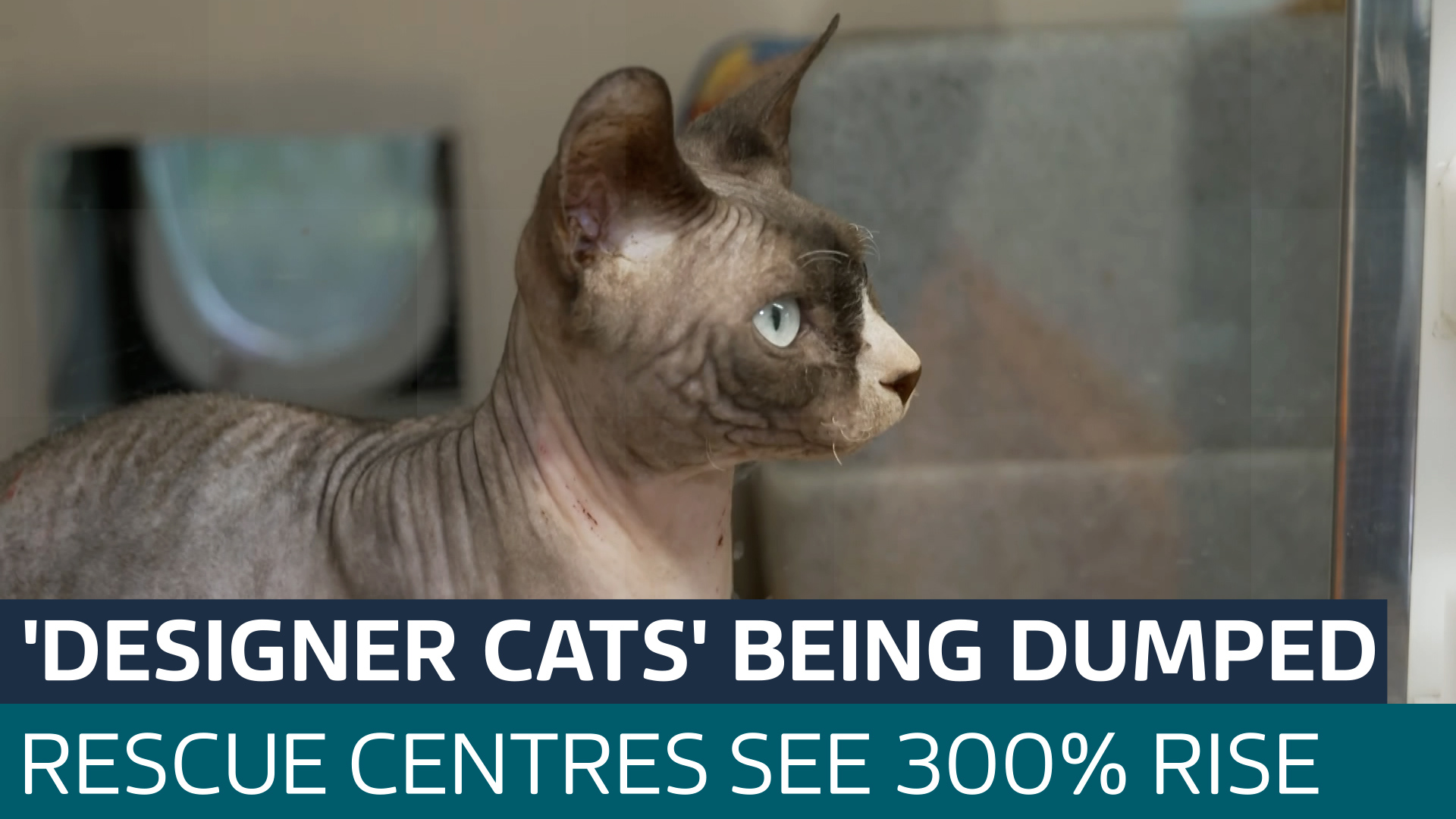 Why are animal rescue centres seeing a rise in 'designer' cats being