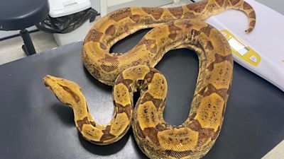 A six foot boa constrictor snake has been discovered in a field in Shipdam near Dereham.
Credit: RSPCA