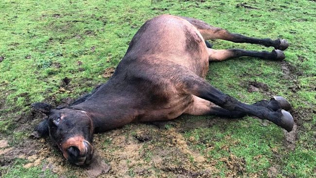 Rare horse found dead after being fed by 'ignorant' stranger in Gwynedd says heartbroken owner | ITV News Wales