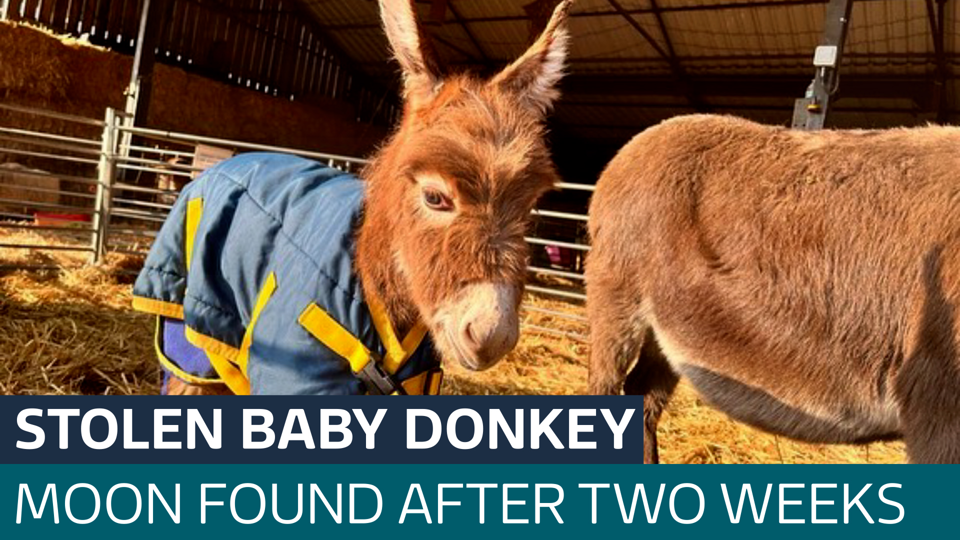 Stolen baby donkey is reunited with distressed mother after two weeks ...