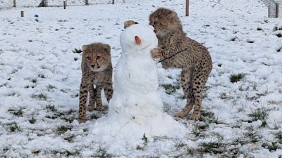 Cheetah cubs at the Yorkshire Wildlife Park