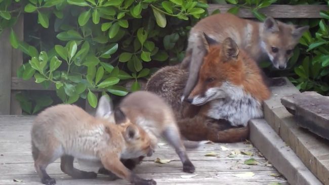 A mother fox produced four cubs last year. Now she has 11 more! Their playtime gives her a well-needed rest.