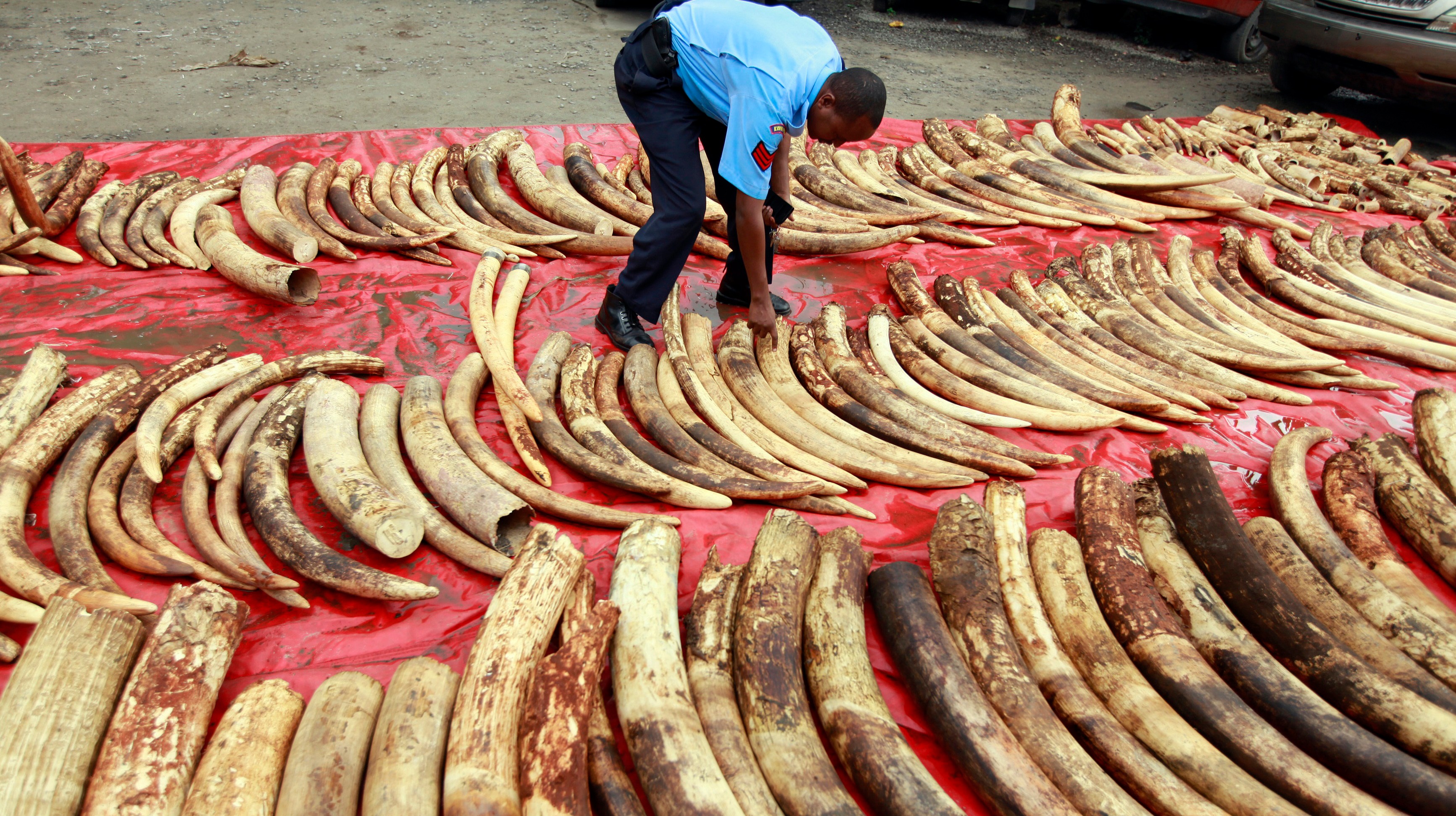 Key Facts About The Illegal Wildlife Trade ITV News   ImportedImage62176 Header