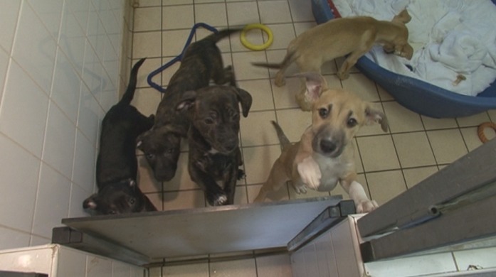 Assembly Members to vote on dog breeding regulations ITV News Wales