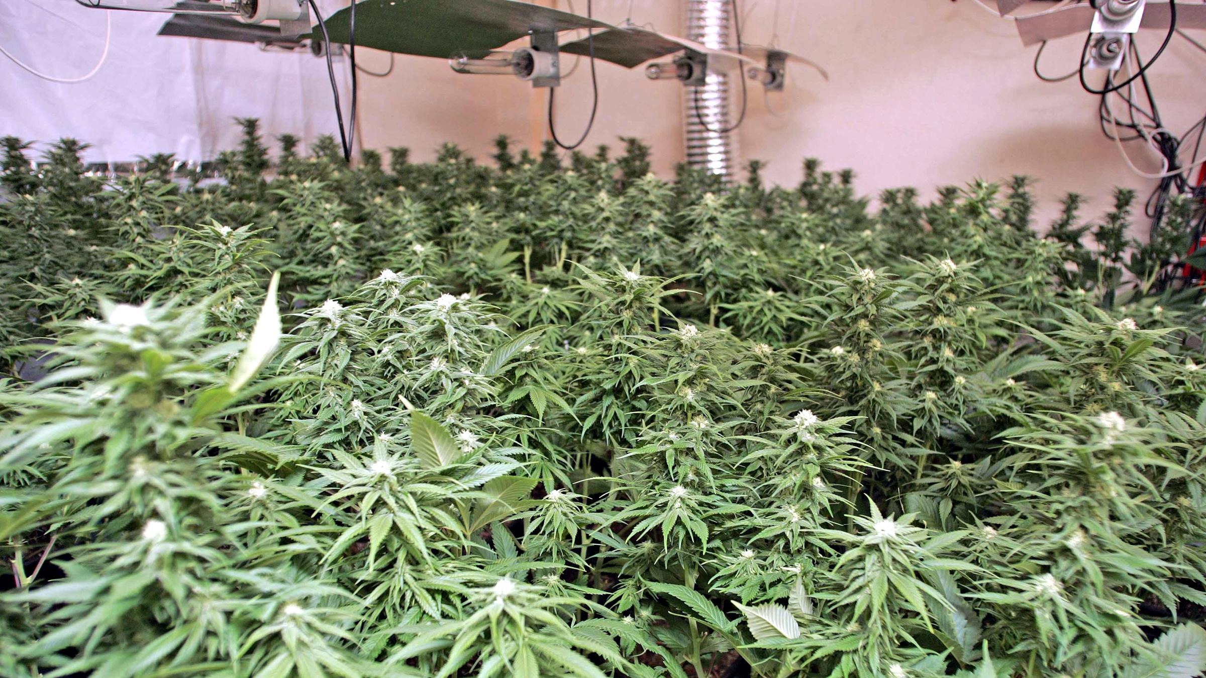 300 cannabis plants found in Swansea pub | ITV News Wales