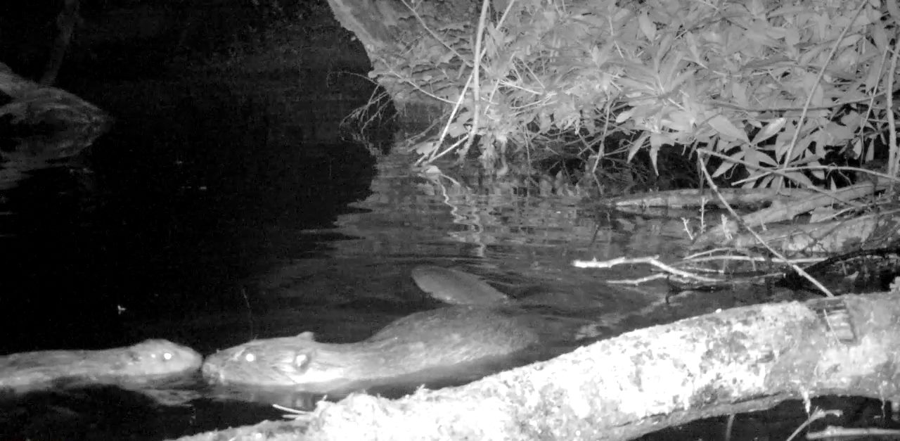 First baby beaver born on Exmoor for 400 years named Rashford | ITV News