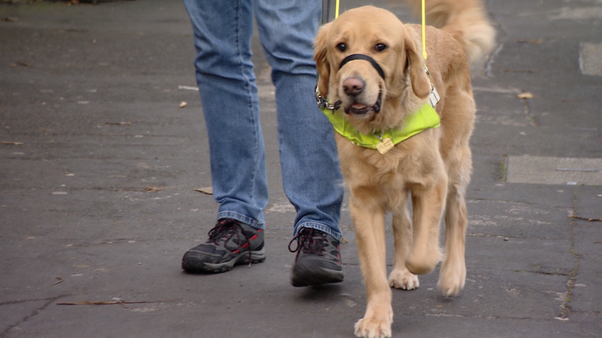 is it illegal to refuse entry to a guide dog