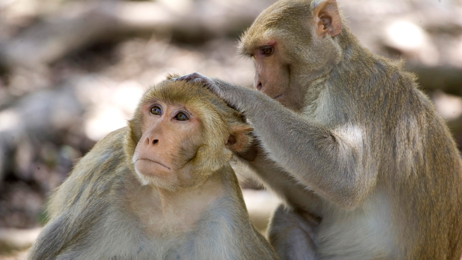 G20 summit's plan to scare off monkeys by mimicking their 'natural