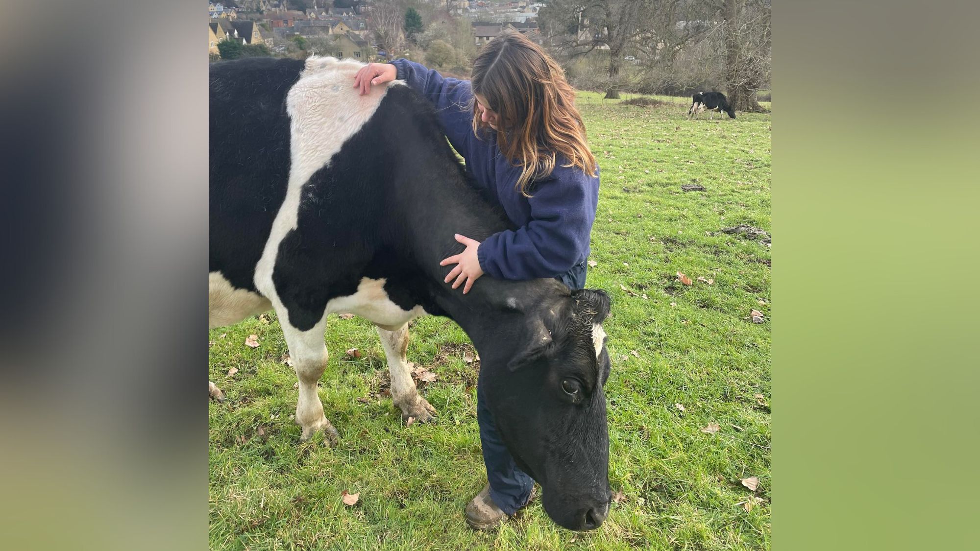 Maggie the 'cuddly' dairy cow finds her forever home in Somerset | ITV ...