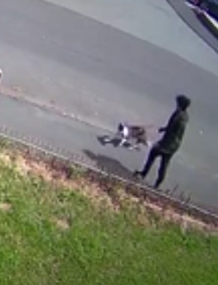 Do you know this man - caught on camera kicking a dog in the head in ...