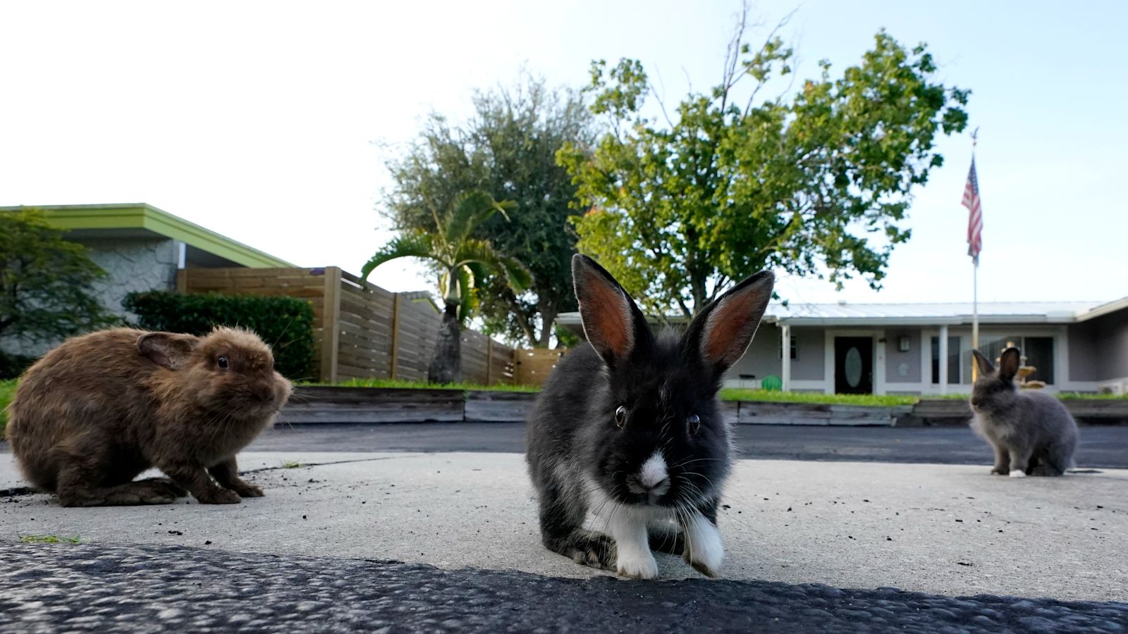 Pet rabbits take over Florida suburb after breeder illegally lets ...