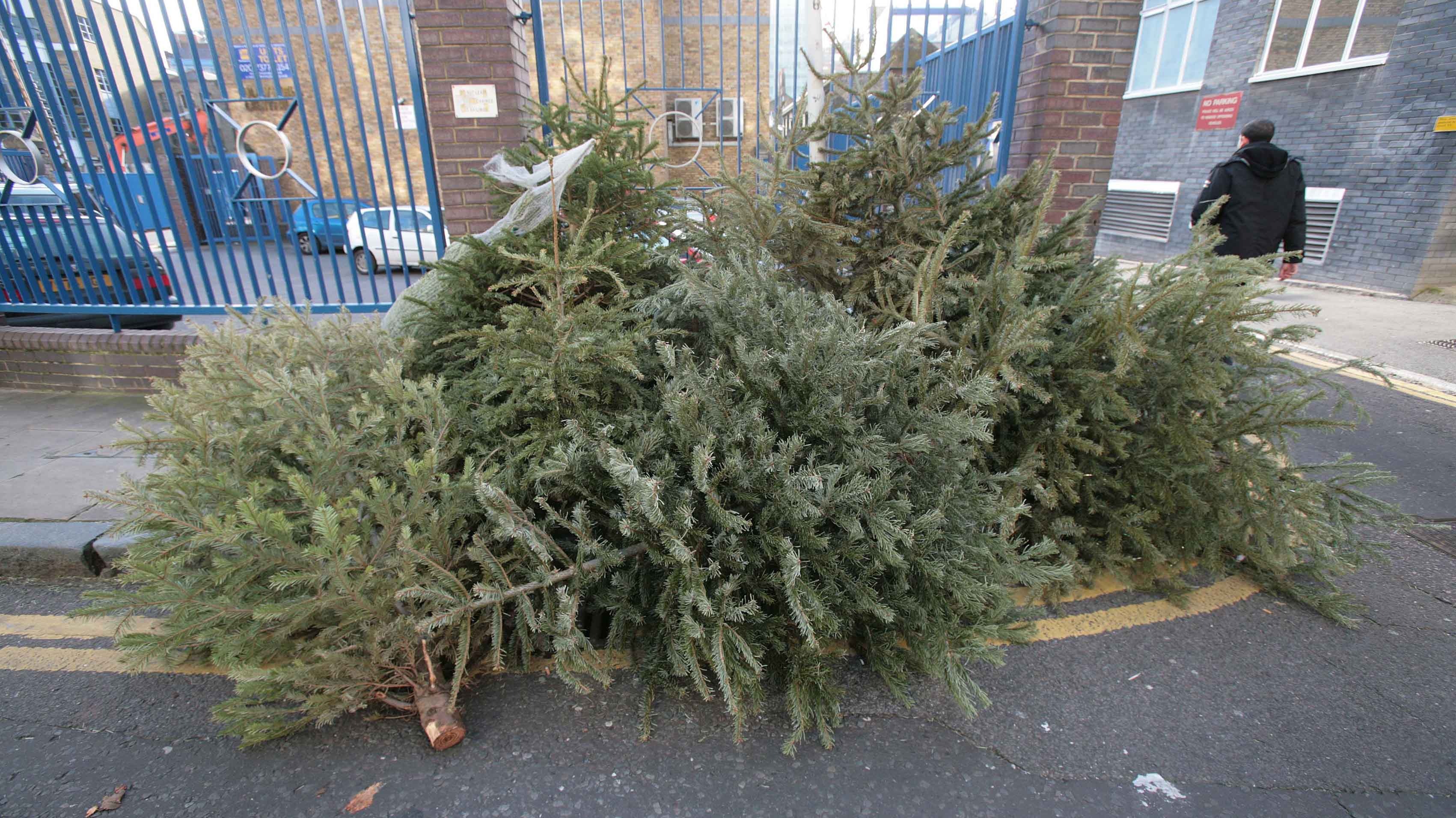 Still got your Christmas tree up? Almost time to take it down ITV