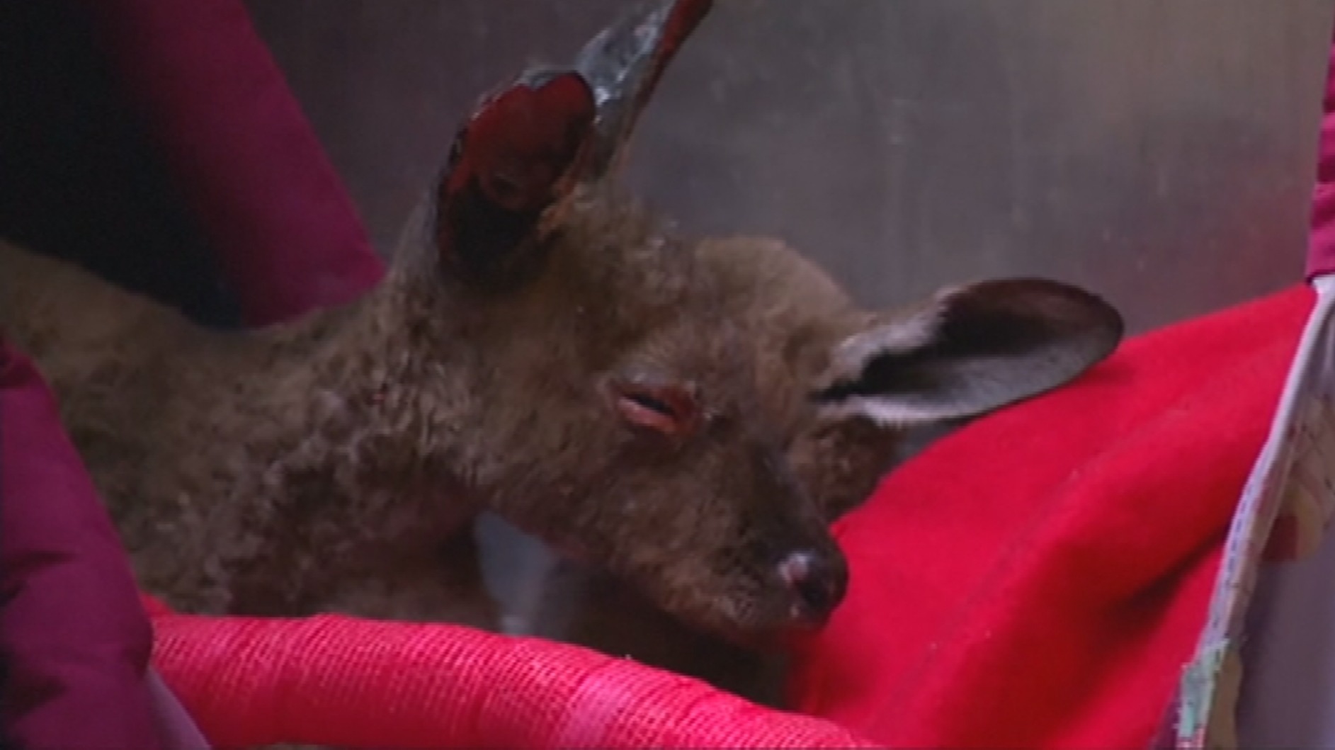 Kangaroo joeys rescued after being badly burned in Australia bushfires ...