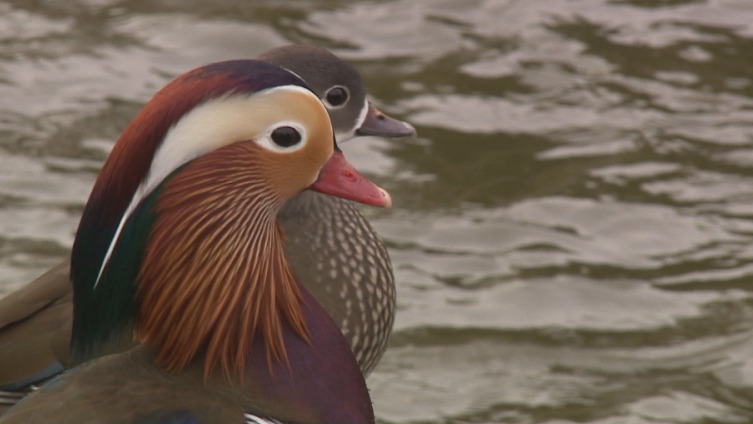 Jack And Vera Ruffling Feathers In Wrexham | ITV News Wales