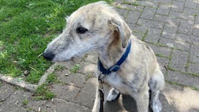 Missing dog Moth