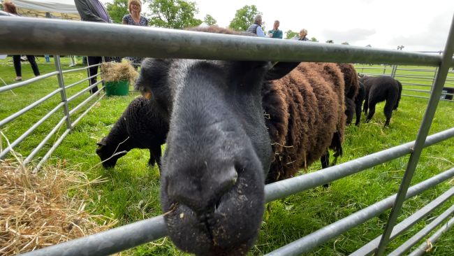 Close up shot of a sheep on Bristol Downs