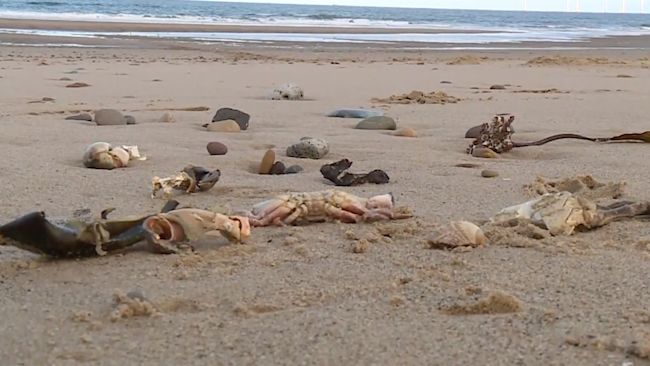 151021 - Dead crabs - ITV