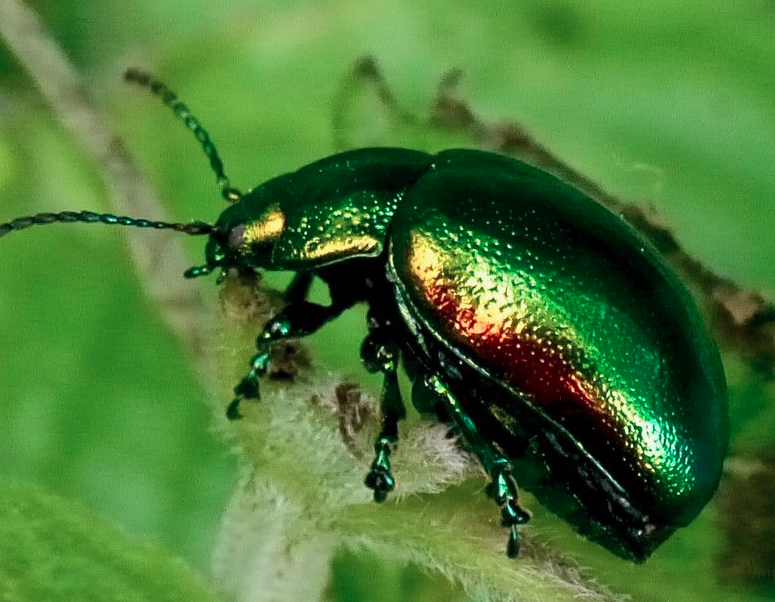 Endangered beetle to benefit from new habitat creation in Norfolk | ITV ...