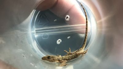 Stowaway lizard survives three months living in box after being
