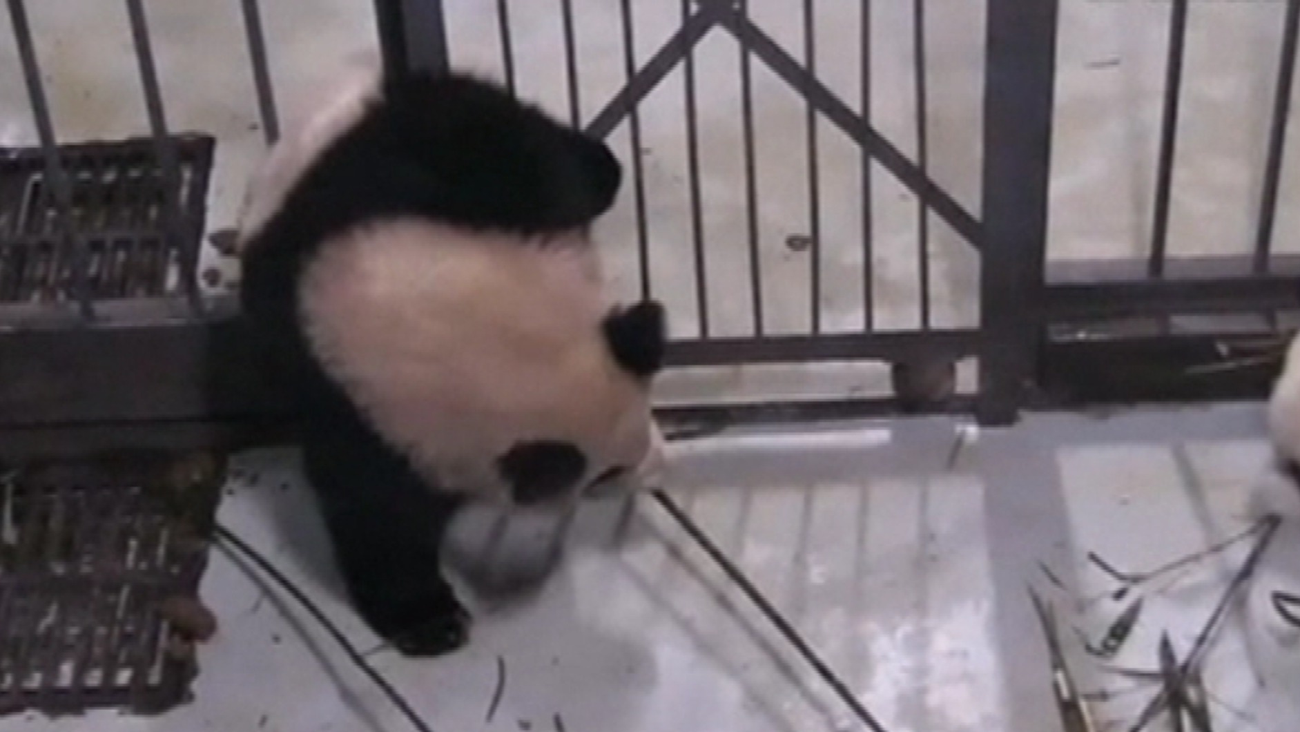 Video shows giant panda squeezing through iron bars to join a friend ...