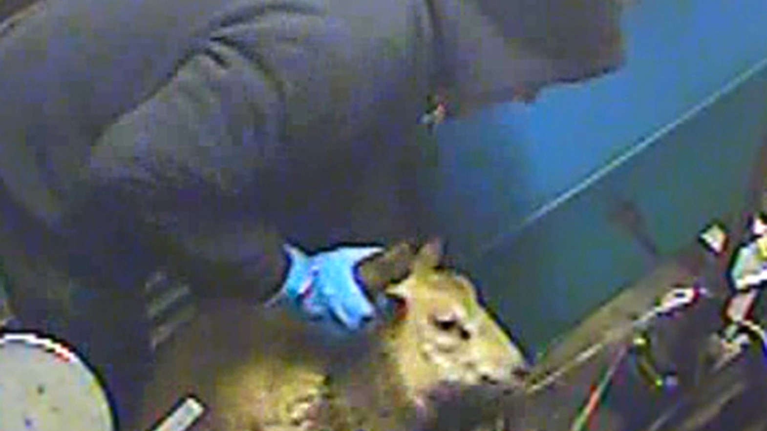 Horrific animal abuse' captured on halal slaughterhouse spycam | ITV News