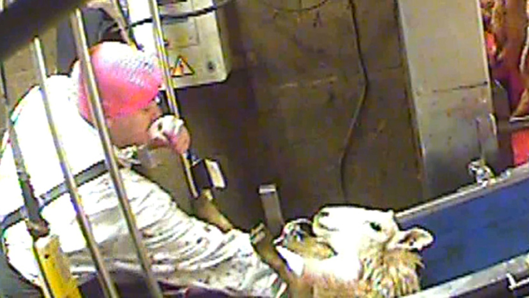 Horrific animal abuse' captured on halal slaughterhouse spycam | ITV News