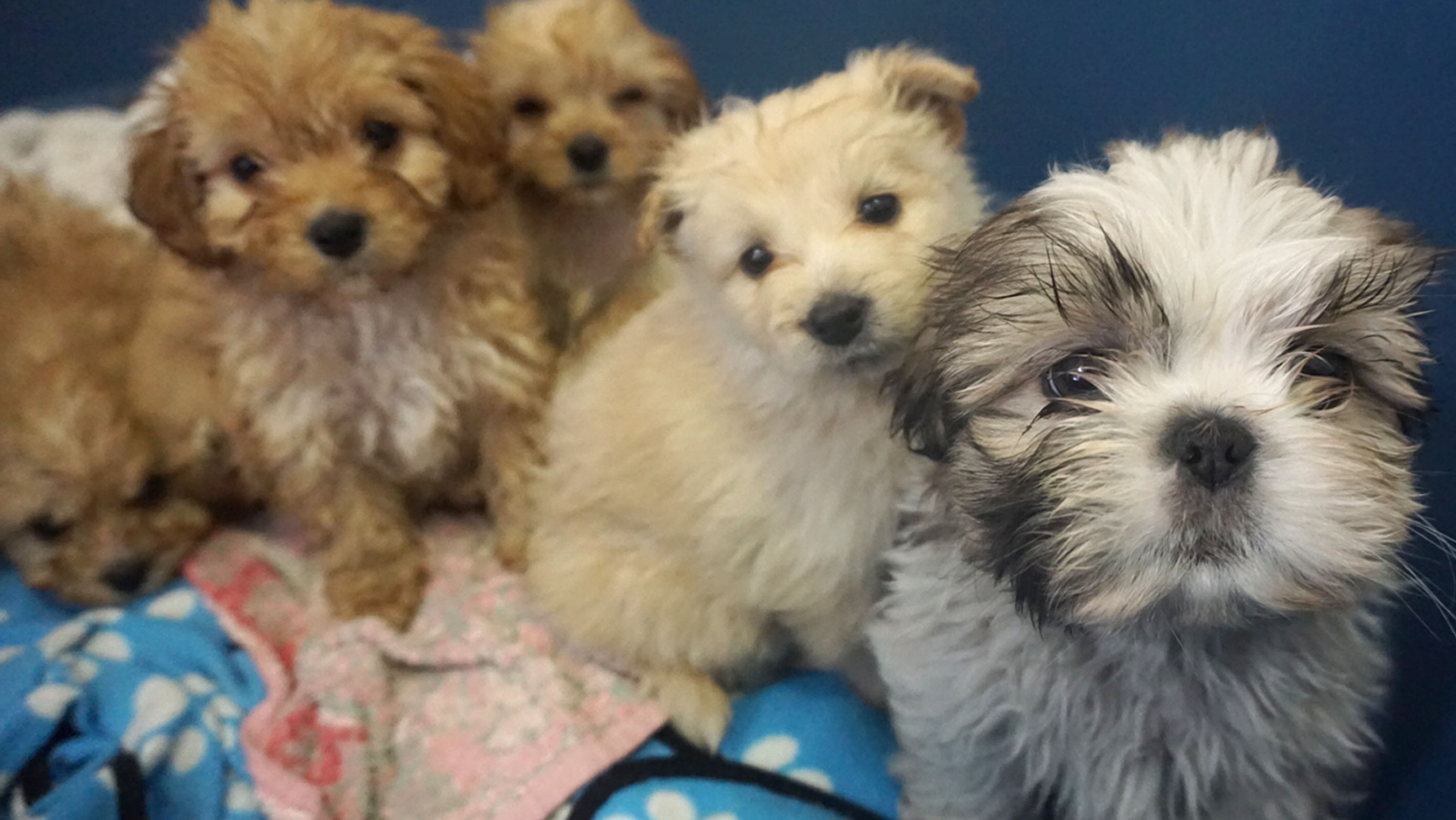 More than 100 puppies seized by police during an attempt to smuggle ...