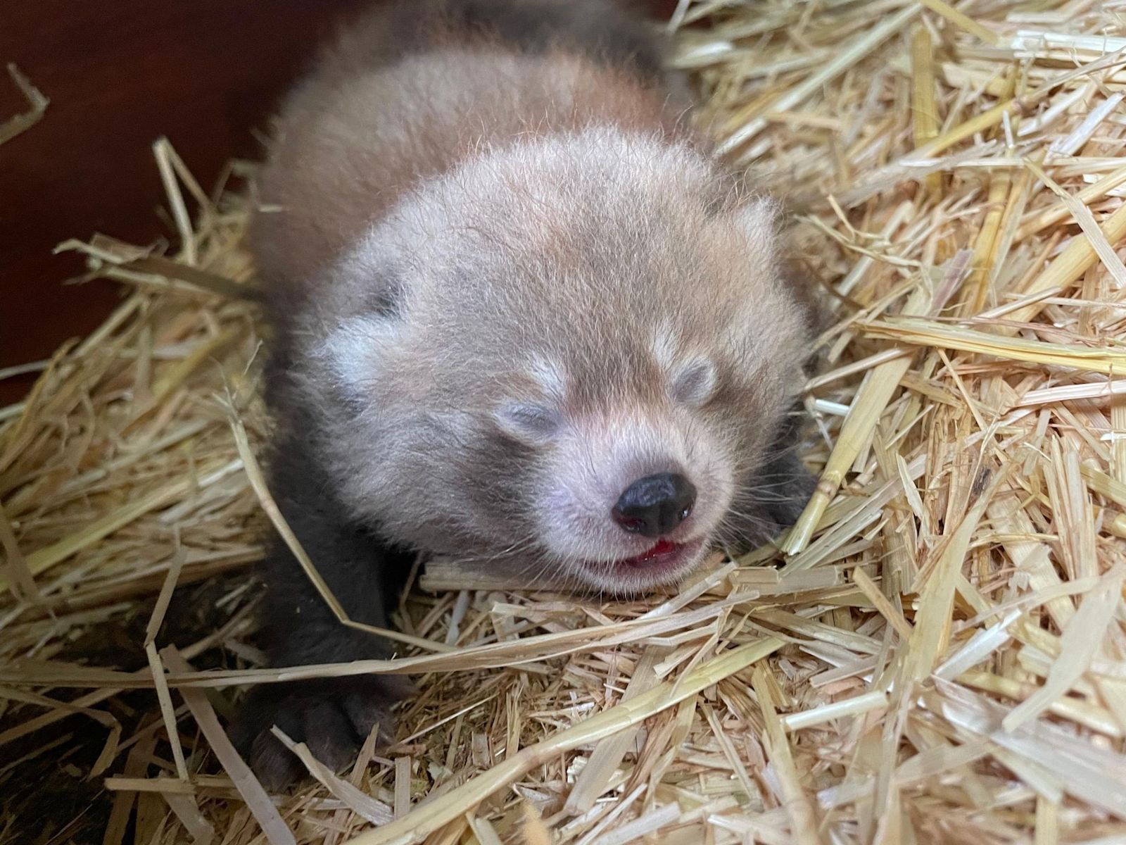 Baby Red Panda Cubs Baby red panda cubs