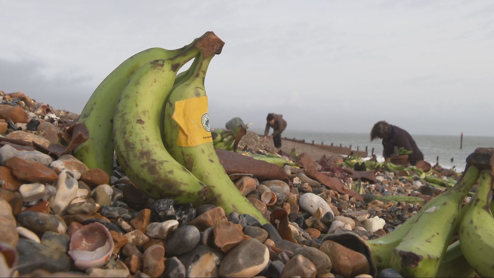 Huge clean-up operation collects nearly 100 tonnes of waste on Sussex ...