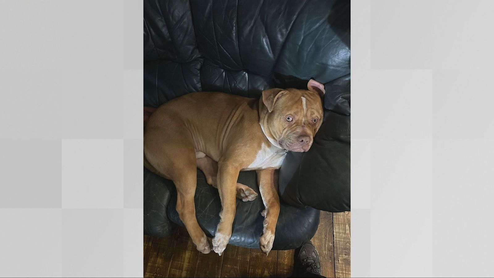 XL_BULLY_PIC_2.jpeg?fm=jpg&fit