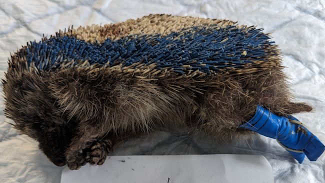 ANGLIA 160723 A hedgehog found by RSPCA which they suspect had been 'tortured'. Credit: RSPCA