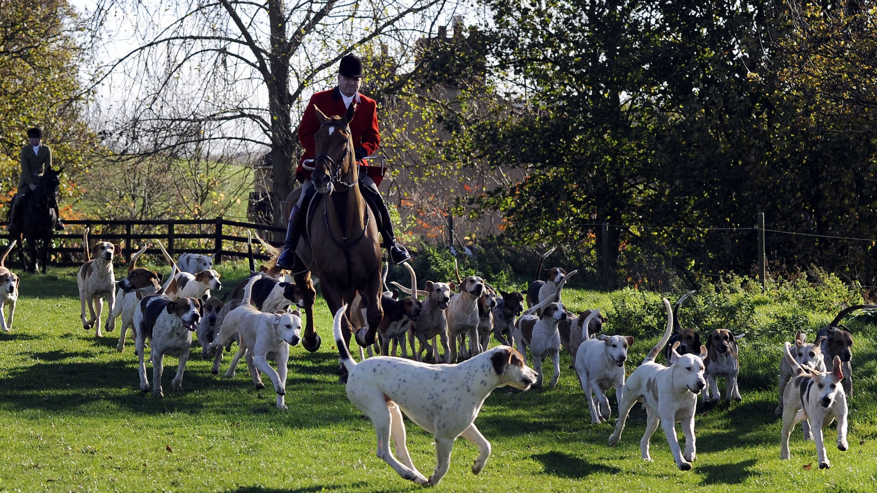 is rabbit hunting with dogs illegal