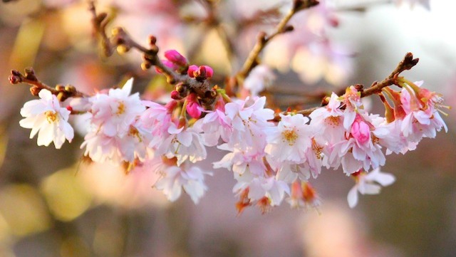 Goodbye Winter? Meteorological Spring begins 1st March | ITV News Granada