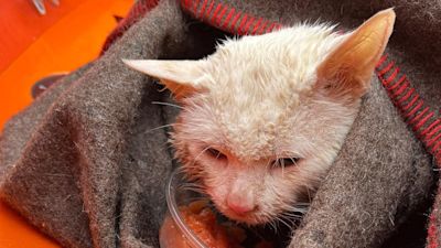 240222 cat in blanket