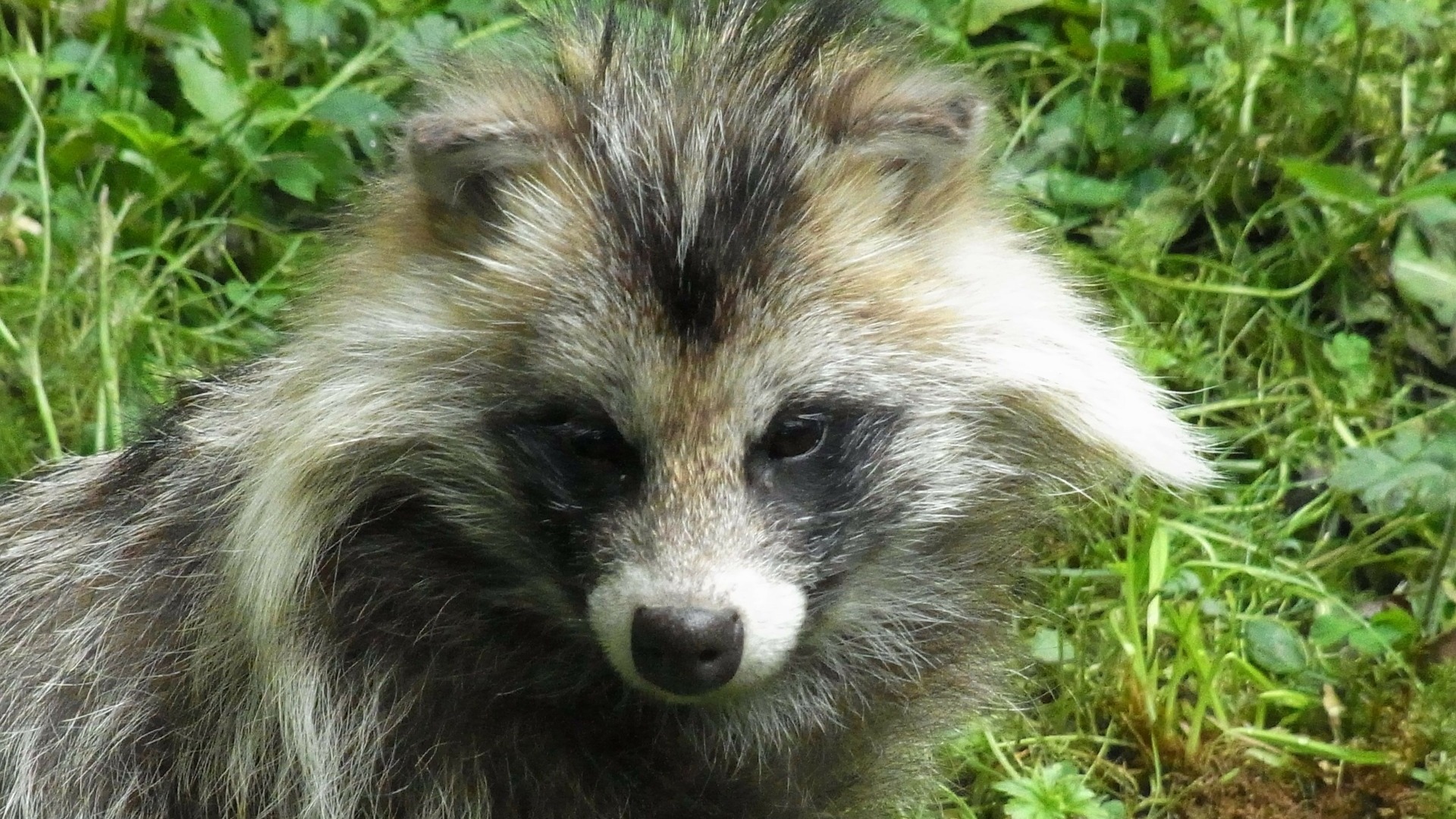 Rare 'unpredictable' raccoon dog on the loose in Wales but experts don't  know where it came from | ITV News Wales