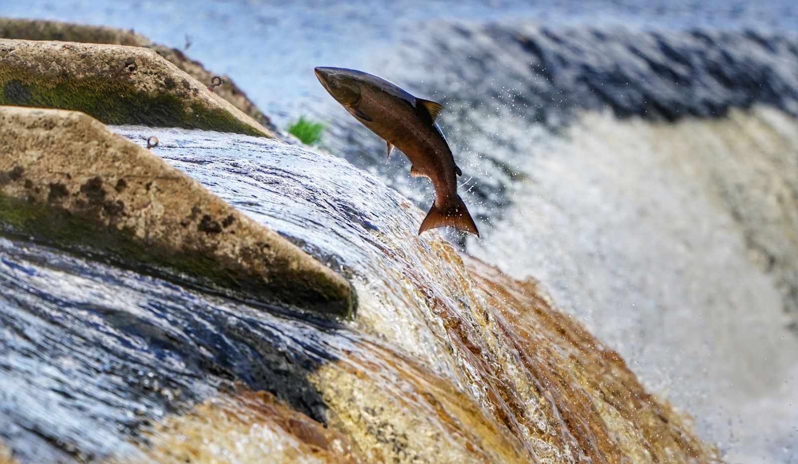 Fish In River West Country fish 'suffocating' in rivers after hottest ever June on ...
