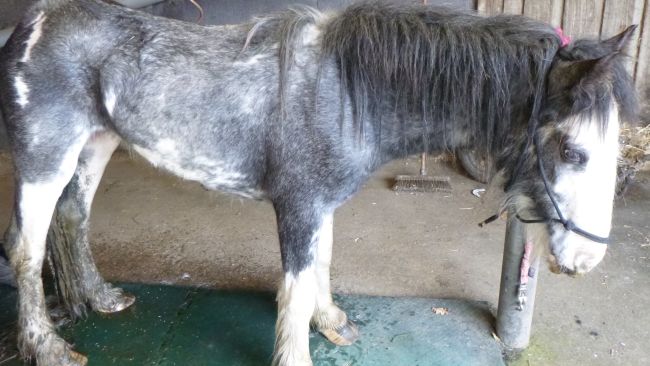 The RSPCA has warned of a welfare crisis for horses as the economic downturn hits.