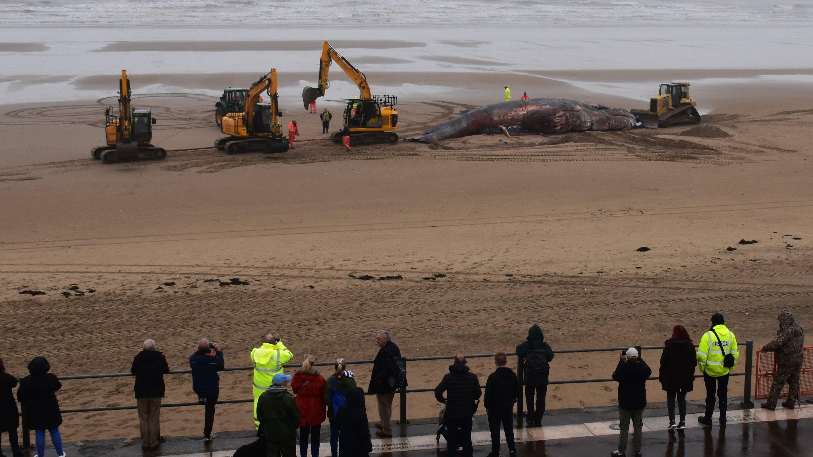 Mass pilot whale stranding on Isle of Lewis is 'biggest one ever in  Scotland' with 55 dead