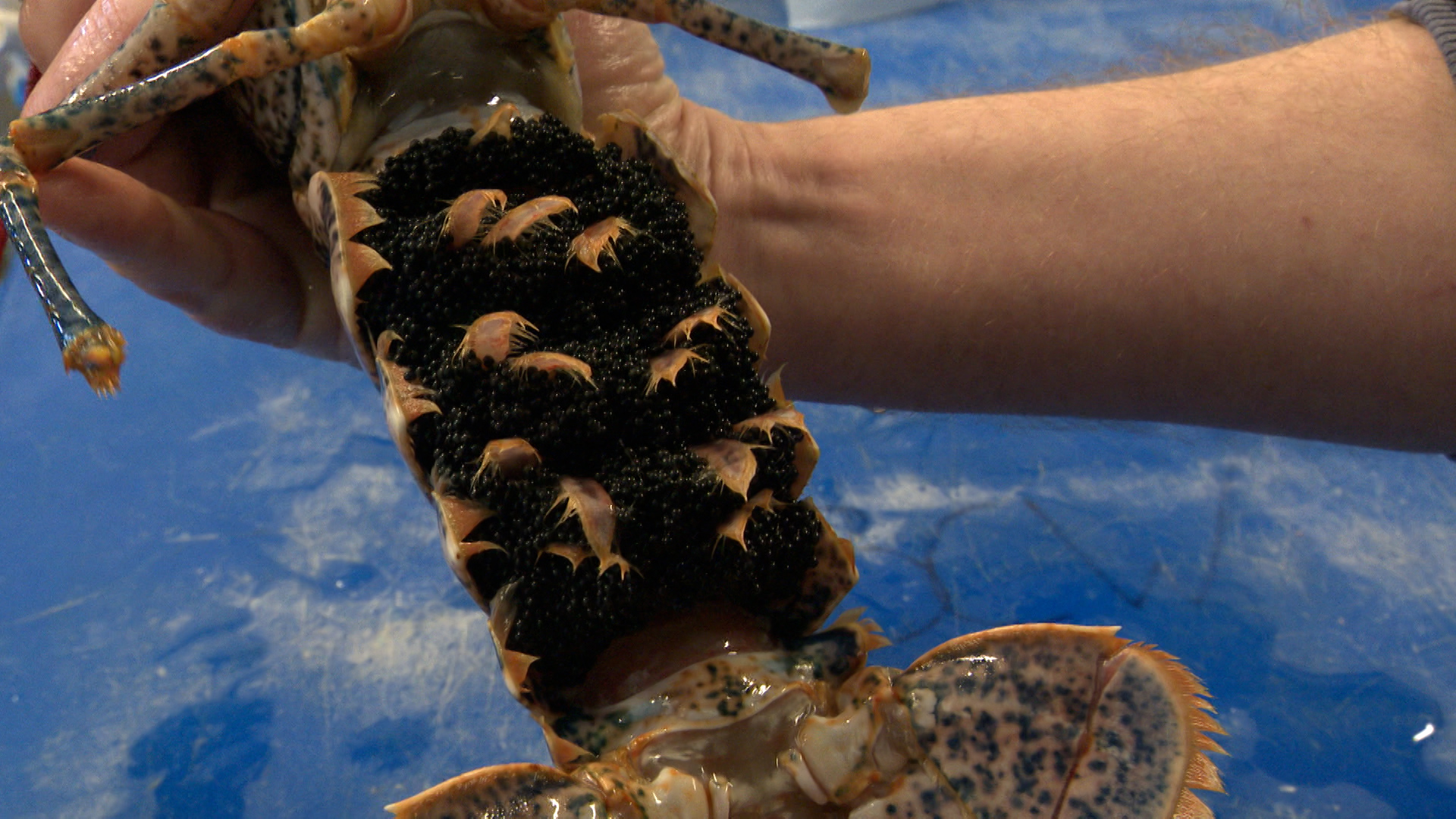 Why Is It Illegal To Fish For Breeding Lobsters And What Is Cornwall ...