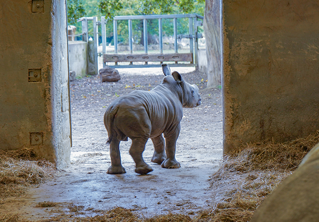 First white rhino born in UK this year welcomed at Cotswold