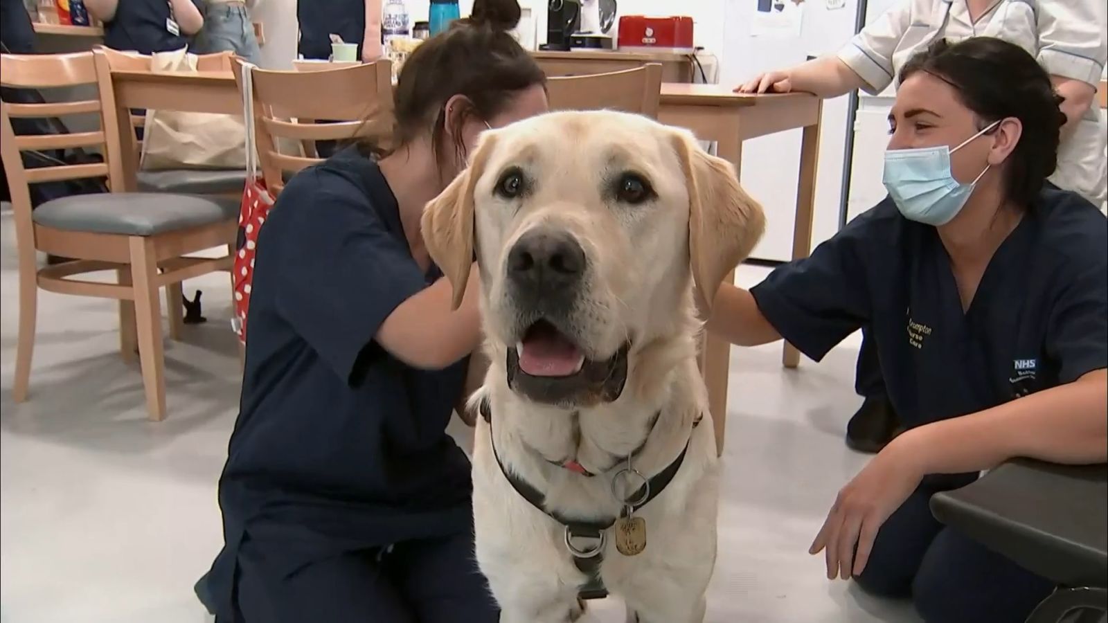 Skipper the puppy born with six legs is a 'miracle