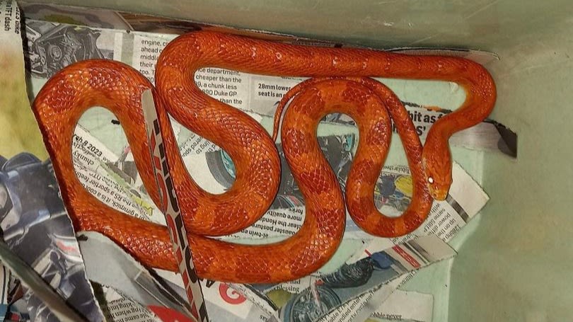 Snake found on the loose in Hull as appeal launched to find owner | ITV  News Calendar