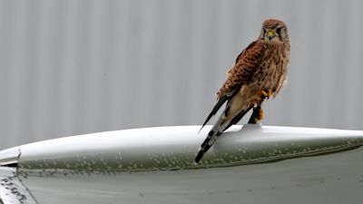 sparrowhawk