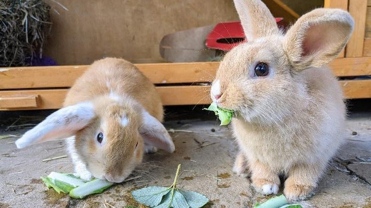 Rabbit 2024 care rspca