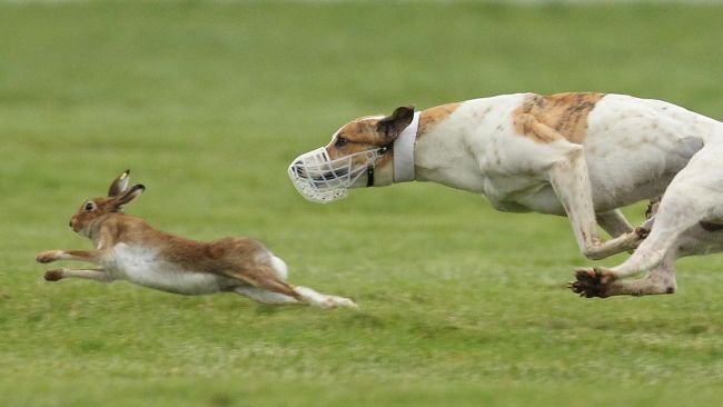 210923 hare coursing PA