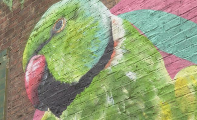 South Manchester's parakeets honoured in stunning new mural