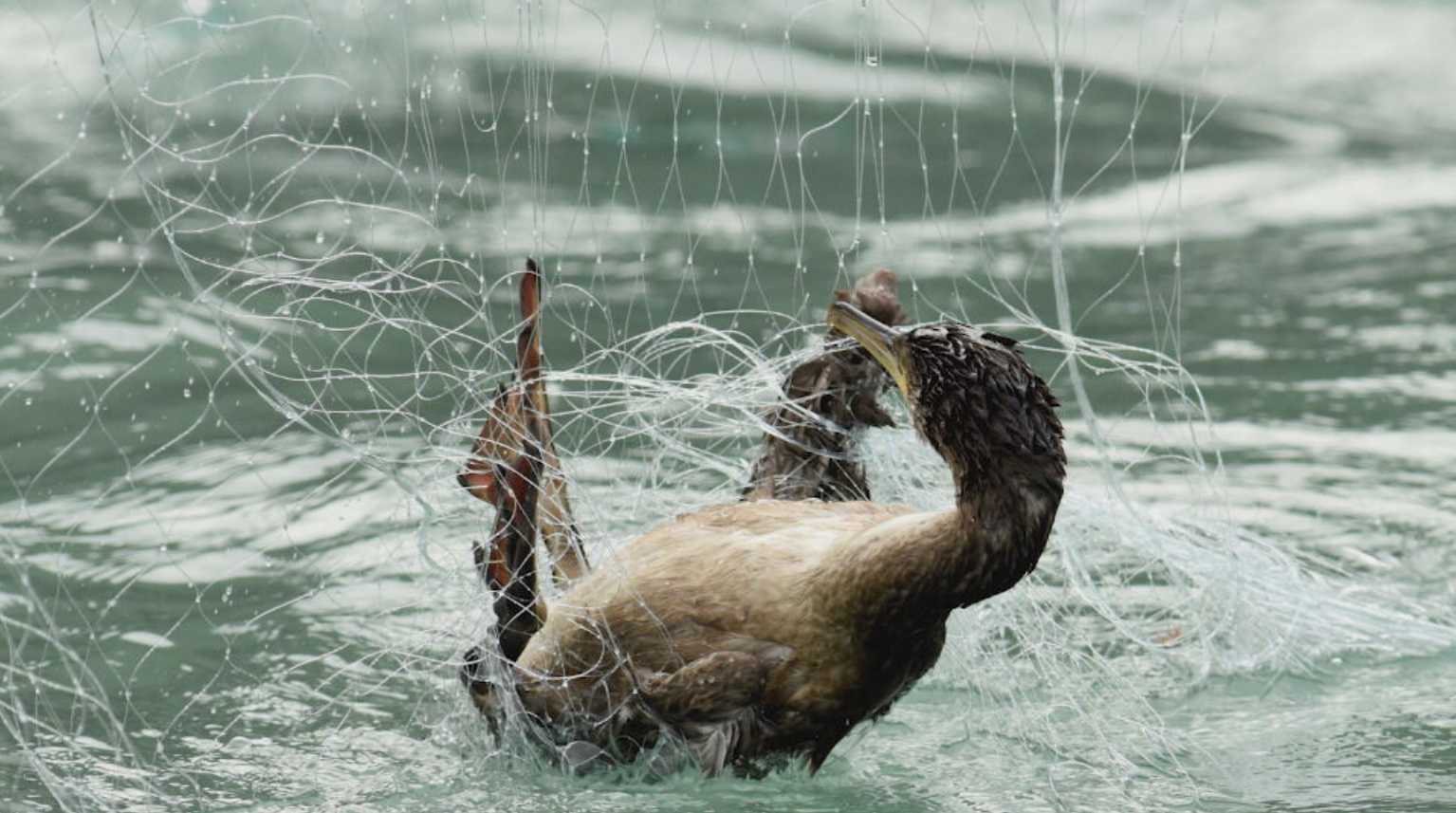 How marine 'bycatch' is impacting seabirds, dolphins and whales in West Country waters