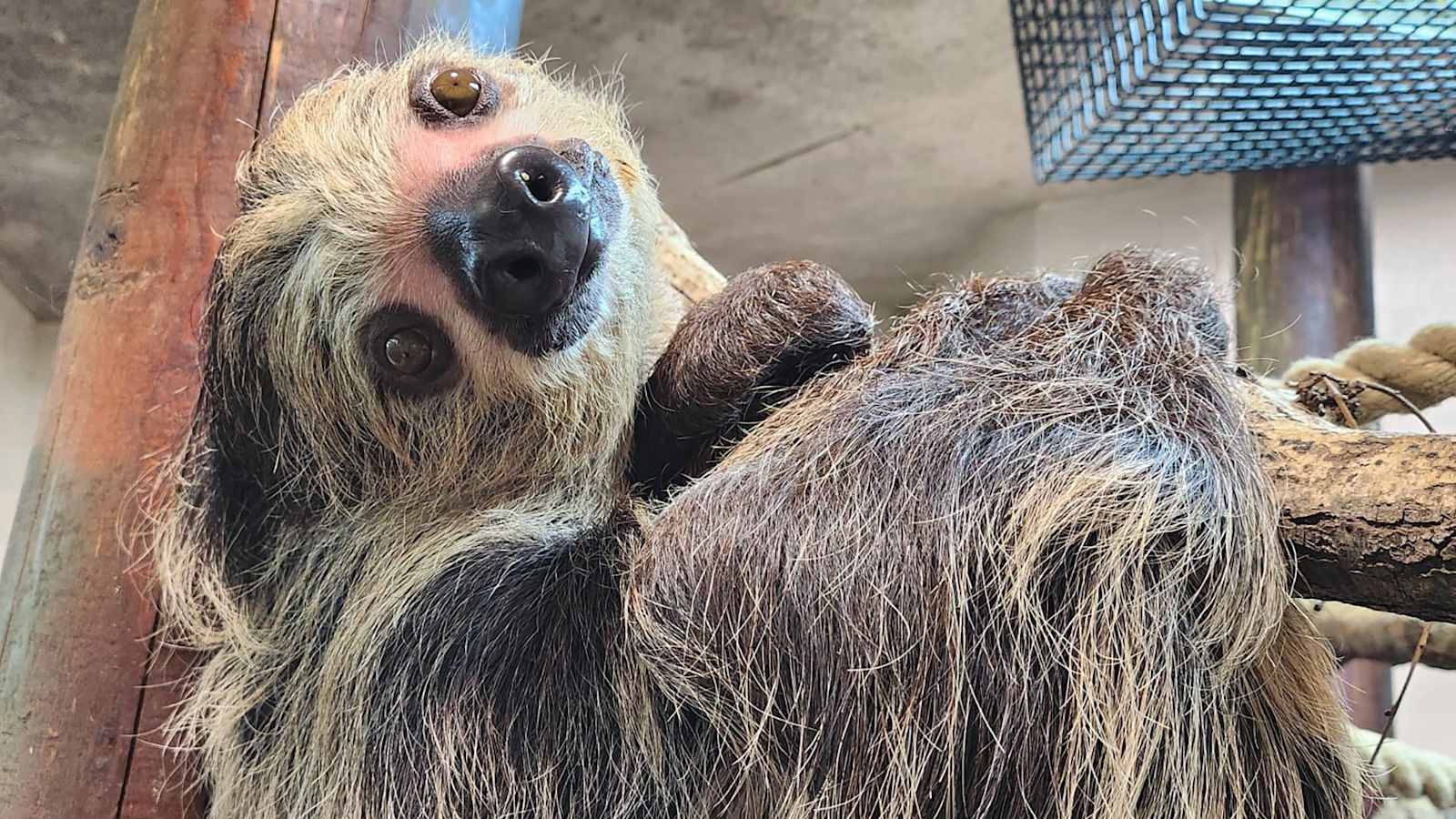 Colchester Zoo hopes arrival of 'Midnight' will help expand its sloth ...