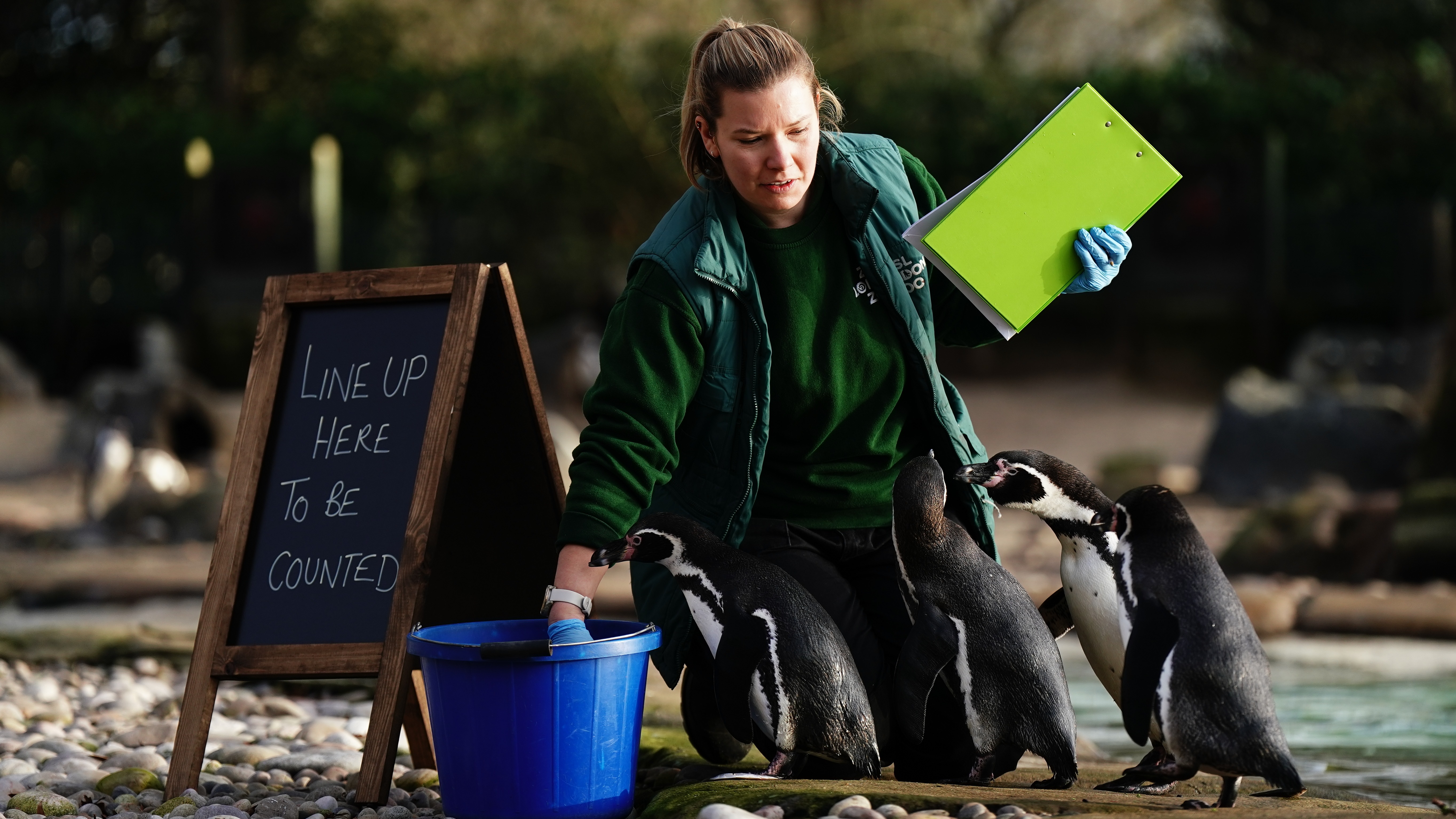 London Zoo begins the big task of counting every animal in the annual ...