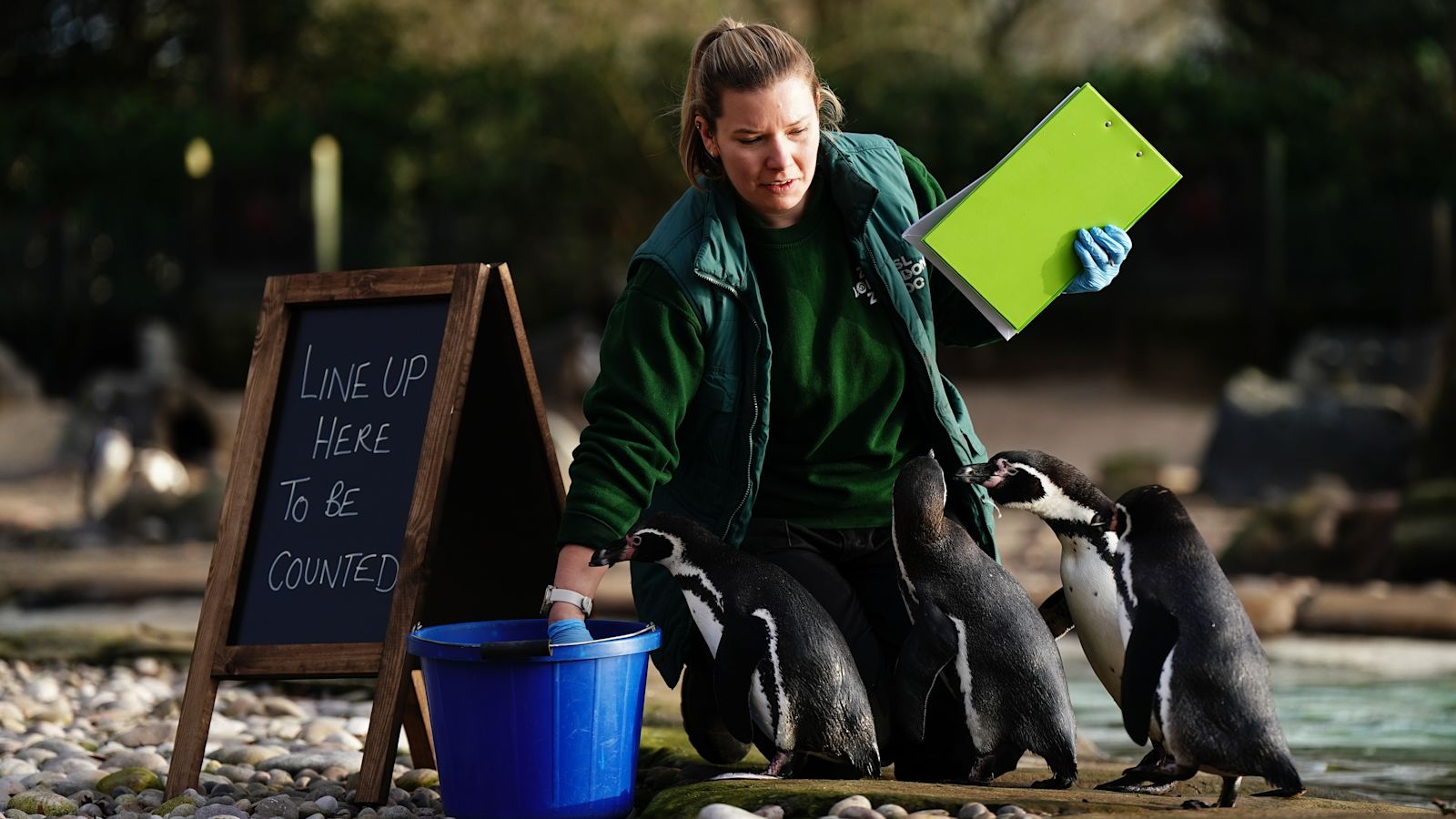 London Zoo begins the big task of counting every animal in the annual ...